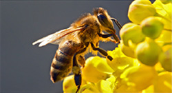 Retrouvez le dossier Pollinisation sur le site Anamso
